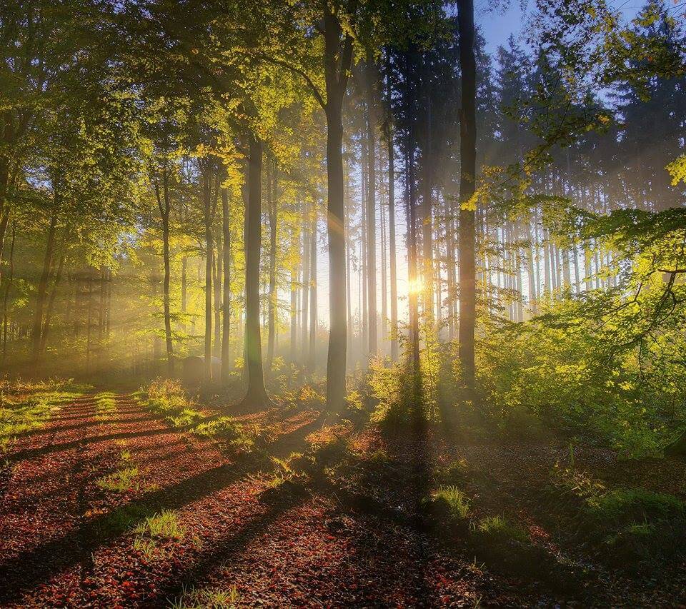 Engelkarteziehen Licht im Wald